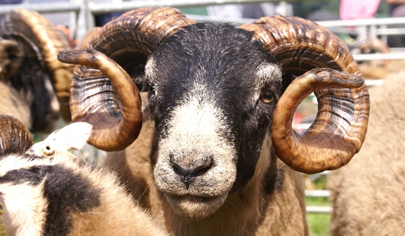 Salen Show Sheep