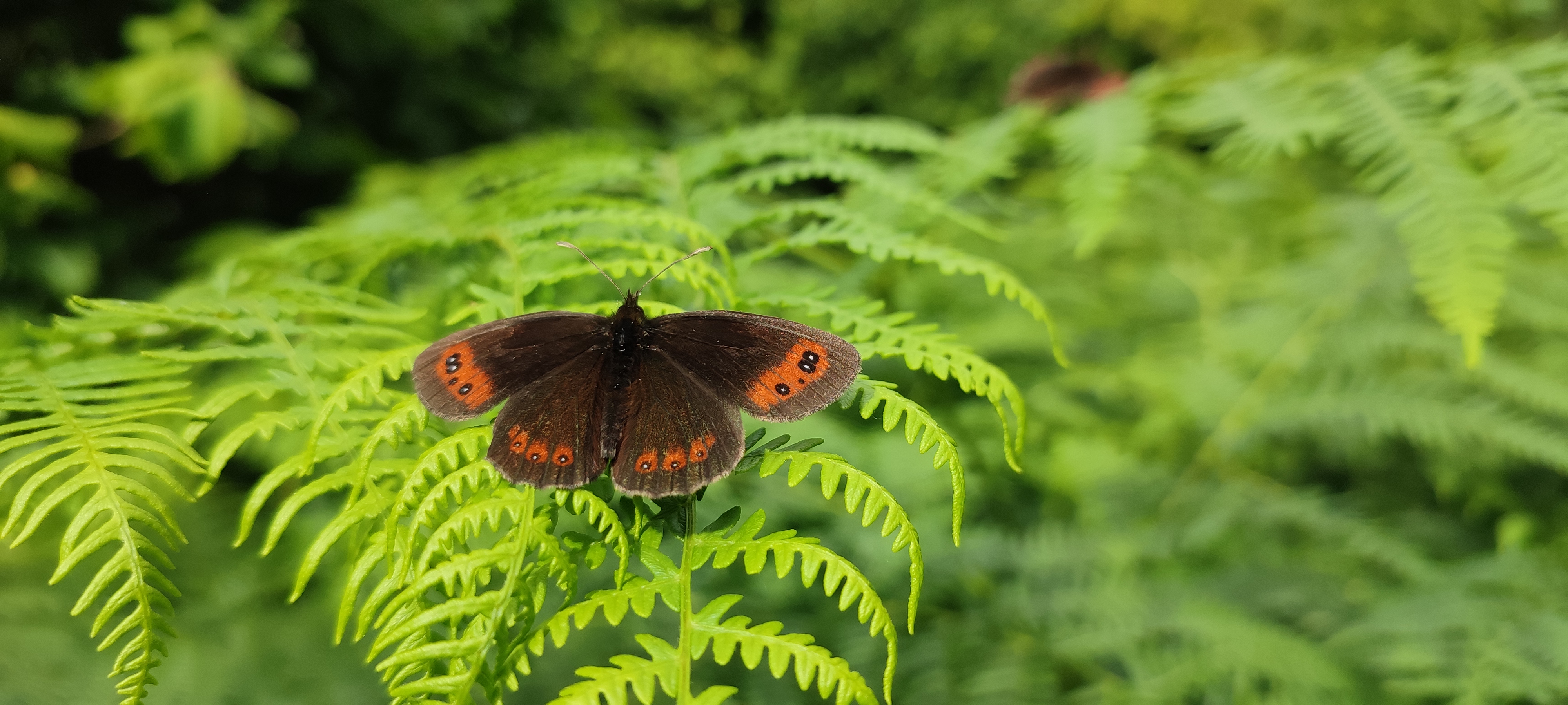 Hideaway Lodges Butterfly, Gruline Isle of Mull